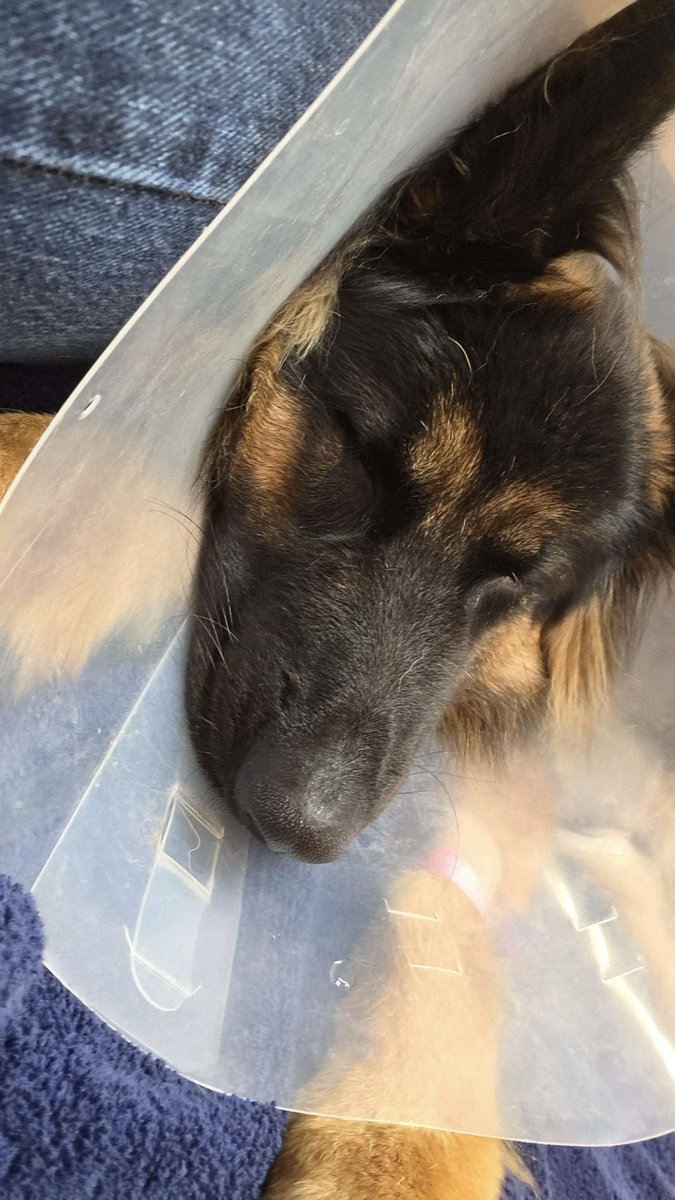 Ivans_Winter's tweet photo. My dog’s staples came out after major surgery and my girlfriend is sitting at the hospital while I work 🥹 I love her https://t.co/UA2Gf0wjJt