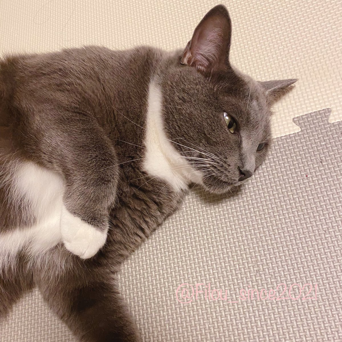 Filou_since2021's tweet photo. 遊んだ後の虚無猫🐈‍⬛
#猫のいる暮らし
#猫好きさんと繋がりたい https://t.co/4thC1BXwpE