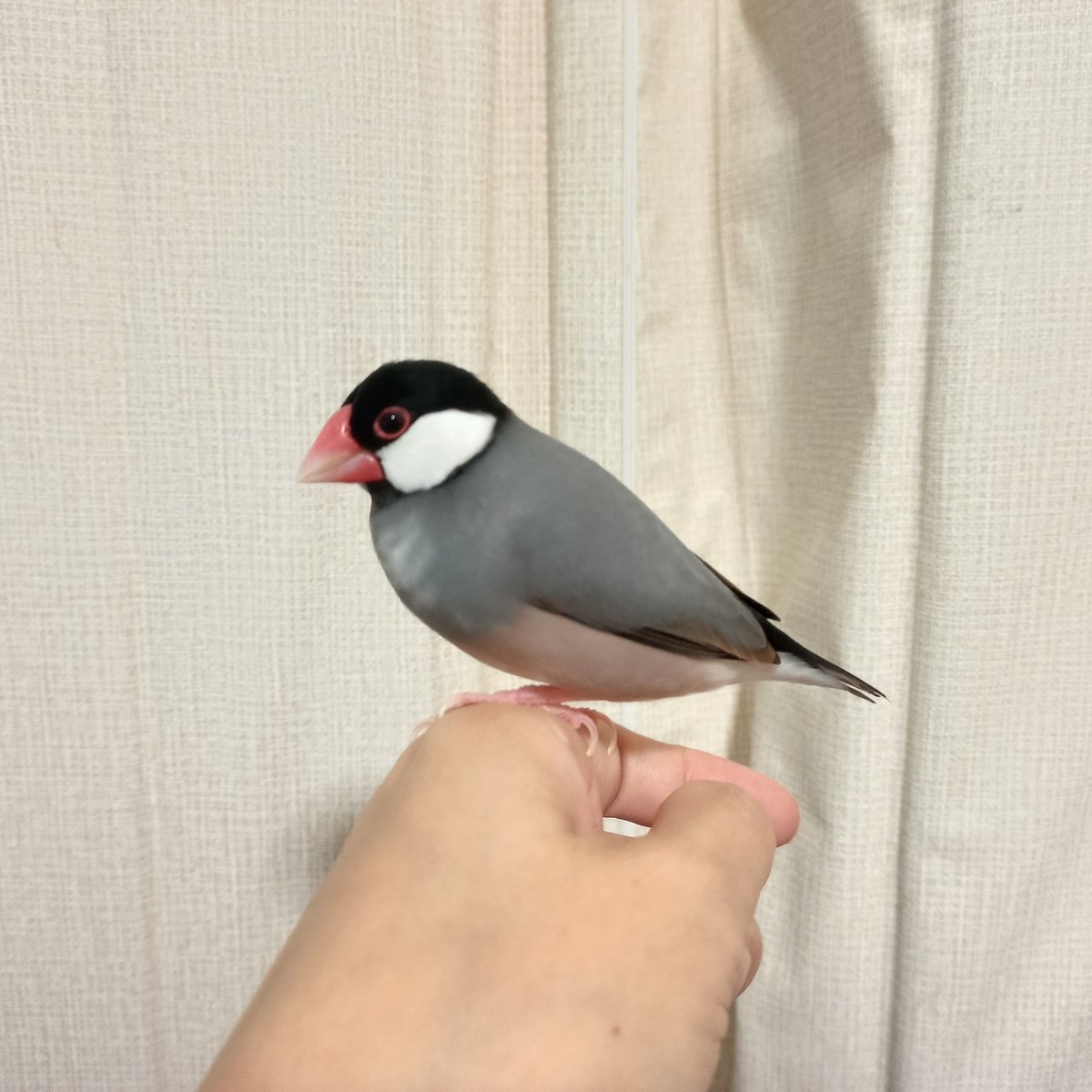 sangja's tweet photo. 今日のこれからのこはくちゃん
のんびり行こうねこはくちゃん
#文鳥
#buncho
#こはく https://t.co/BBTLmNDfcM