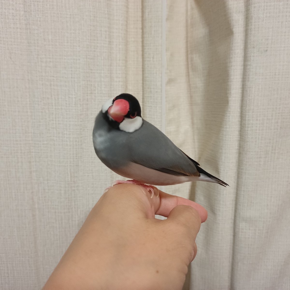 sangja's tweet photo. 今日のこれからのこはくちゃん
のんびり行こうねこはくちゃん
#文鳥
#buncho
#こはく https://t.co/BBTLmNDfcM