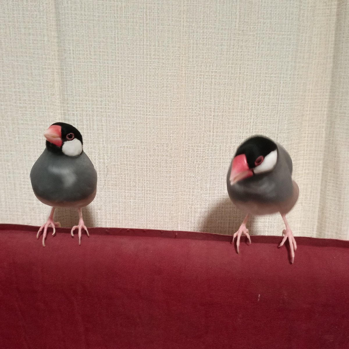 sangja's tweet photo. 今日のこれからのこはくちゃん
のんびり行こうねこはくちゃん
#文鳥
#buncho
#こはく https://t.co/BBTLmNDfcM