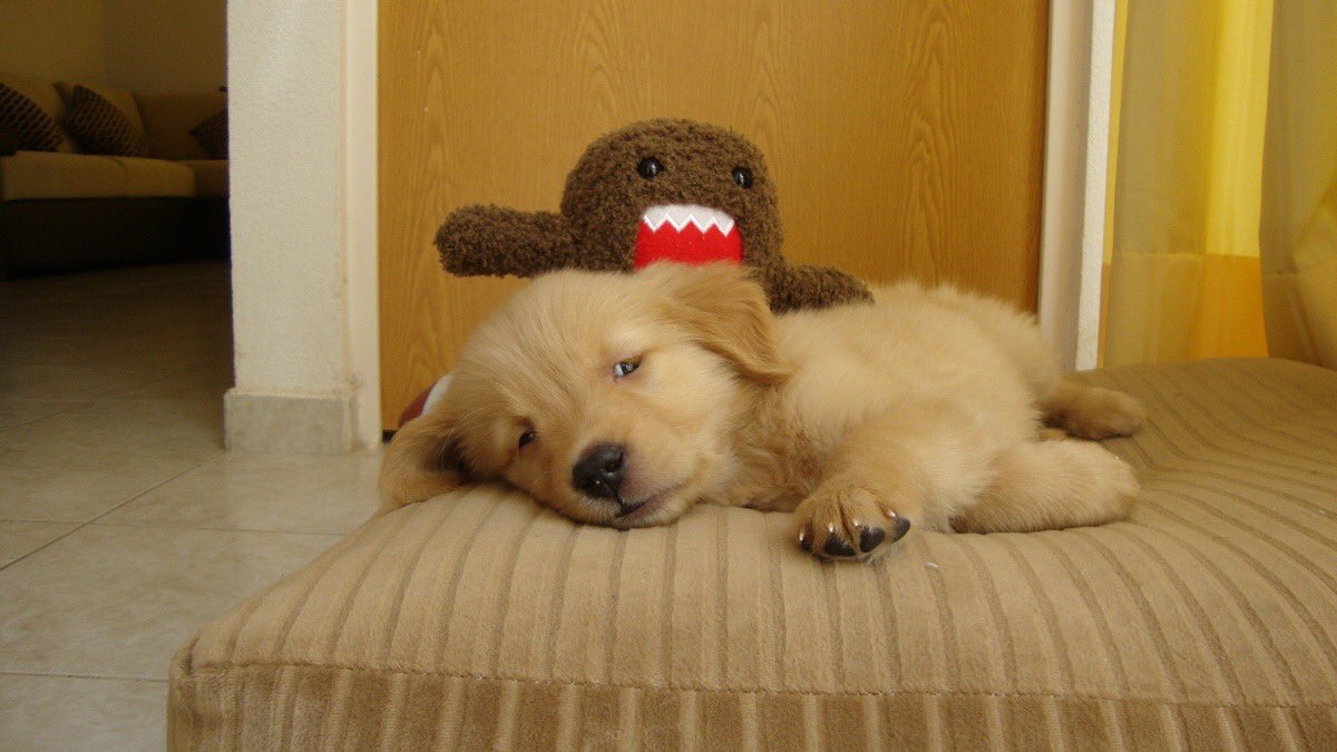 SiliGremlin's tweet photo. Me in bed with my fav plushie,,,, https://t.co/UHIQ7HivyU