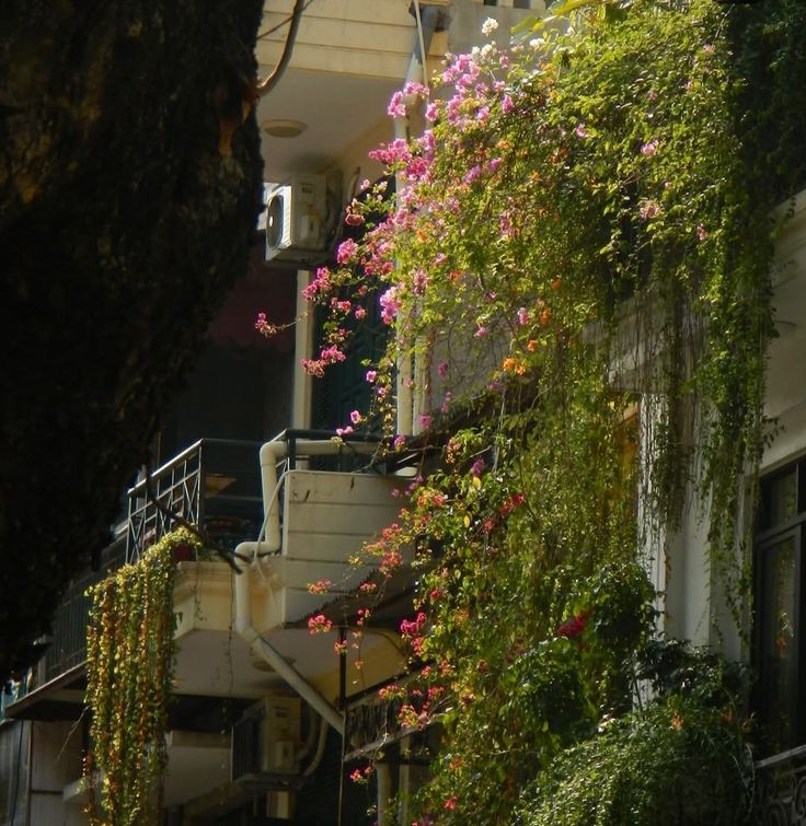 greenvibe's tweet photo. Flowers climbing toward the light. https://t.co/ioM6sXt3ss