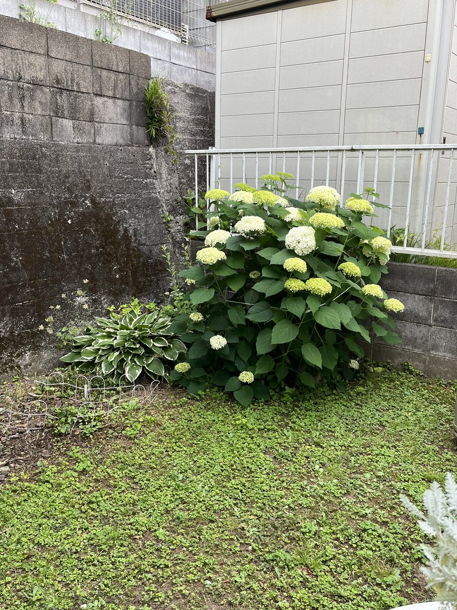 Az3Trd's tweet photo. ☔️ おはようございます。🍃
関東も昨日から梅雨入りです。　

我が家の「アナベル」💐恵みの雨☔️で花が垂れてしまったので沢山切り落とし飾りました。　

#今年もアナベルを待っててくれる方に届け〜💐 https://t.co/VYpVaxwqDC