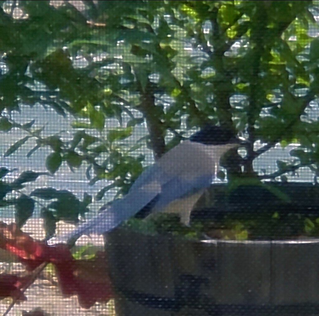 glaucum's tweet photo. おはようございます🐦 https://t.co/zj8iAu89tf