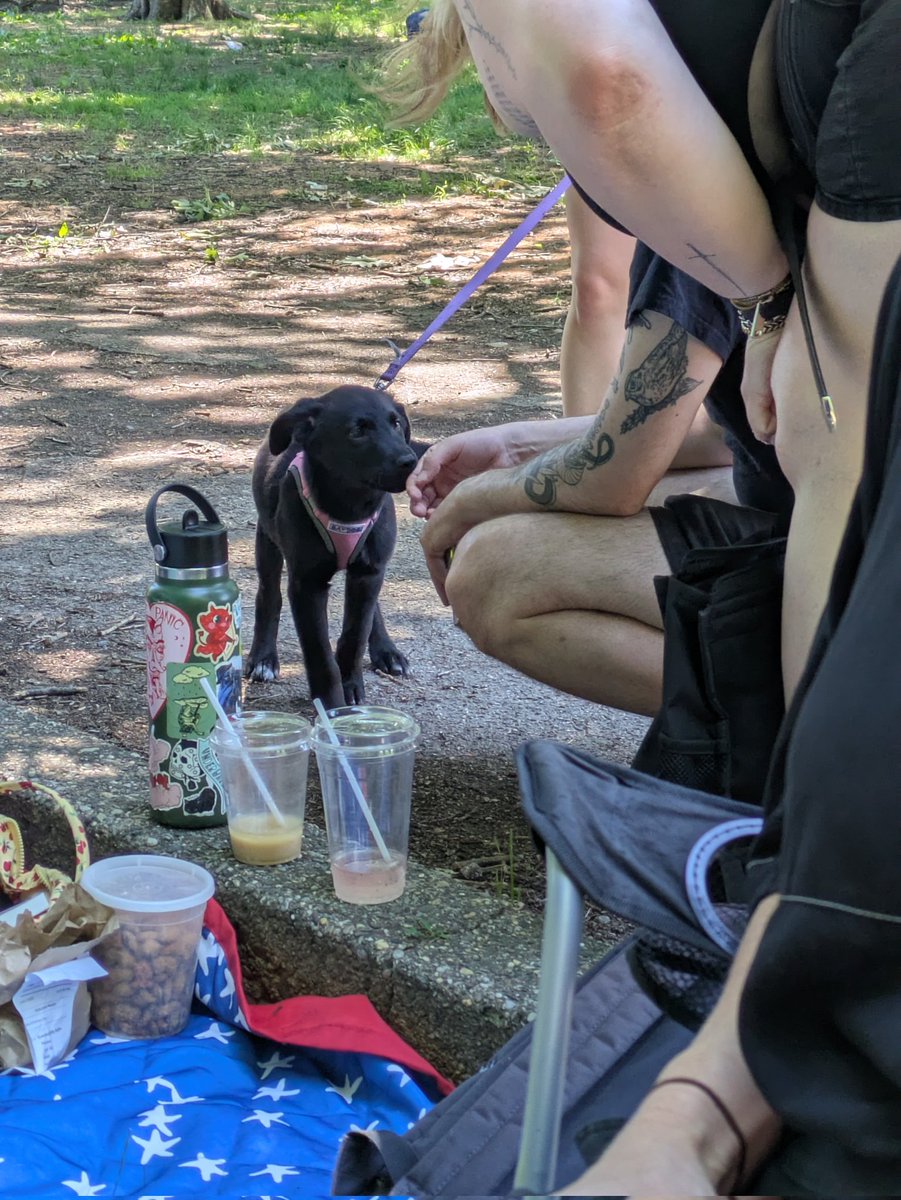falseroxy's tweet photo. a puppy stopped by my party and refused to leave https://t.co/HCOwEPEL6f