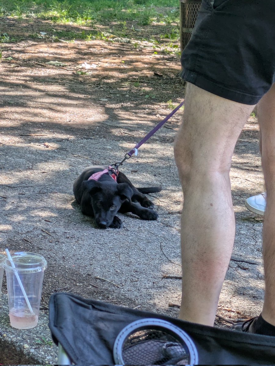 falseroxy's tweet photo. a puppy stopped by my party and refused to leave https://t.co/HCOwEPEL6f