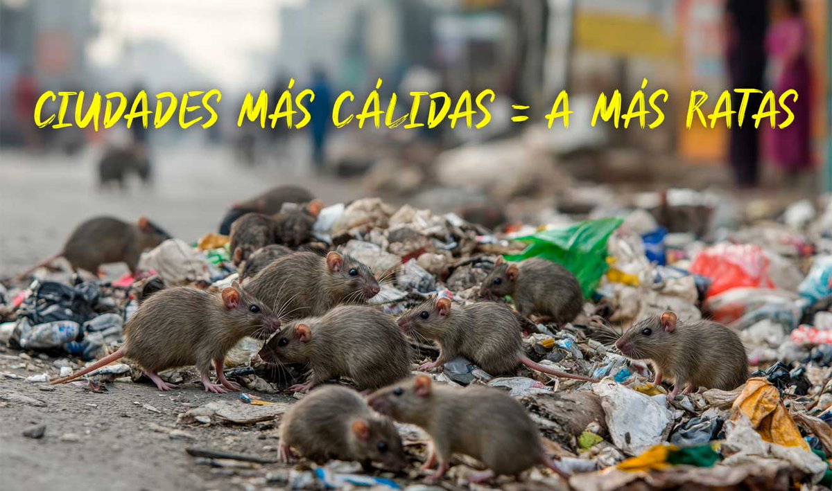UNAM_MX's tweet photo. El cambio climático puede favorecer la proliferación de las ratas en las ciudades, pero también influyen factores como la expansión urbana y la generación de residuos > https://t.co/YLTi5CcpdT https://t.co/qtExmasegV