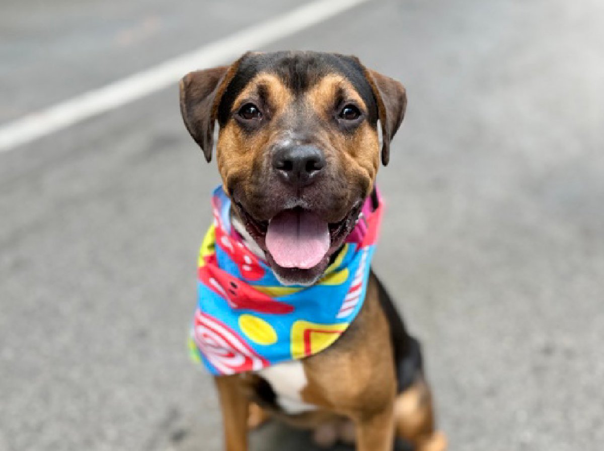 notthesameone2's tweet photo. 🐾1-y/o Knock Knock surrendered late March b/c owner says too fearful. House/ crate-trained, knows cues, super cute, energetic, wary w/ strangers, playful w/ kids, wiggly w/ dogs. Recently swallowed a small toy at ACC & being monitored. Loves toys & car rides. Needs a foster offer by 6/09: https://t.co/Zyf9pEnAPR