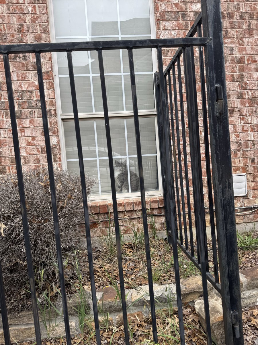 Shade429's tweet photo. @Ameliag1ga @CallofDutyCM @ATVIAssist @CallofDuty @Activision No that’s Jiggy the famous cat that’s always upset, here is mine https://t.co/hPvM0DWE10