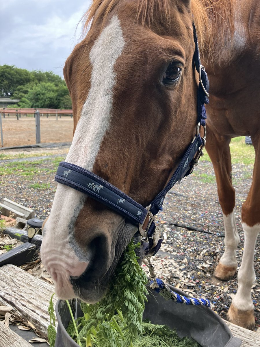 jvLVe1HRZDFTYu1's tweet photo. 農家さんからオヤツ用に人参の葉っぱを沢山いただきました🐴💕お目々キラキラさせて口いっぱいに頬張っています☺️

We received lots of carrot leaves from a farmer as a snack! 🐴💕 Lumipon eyes are sparkling as he stuff his mouths full of them. ☺️ https://t.co/Pzc3L48qYX