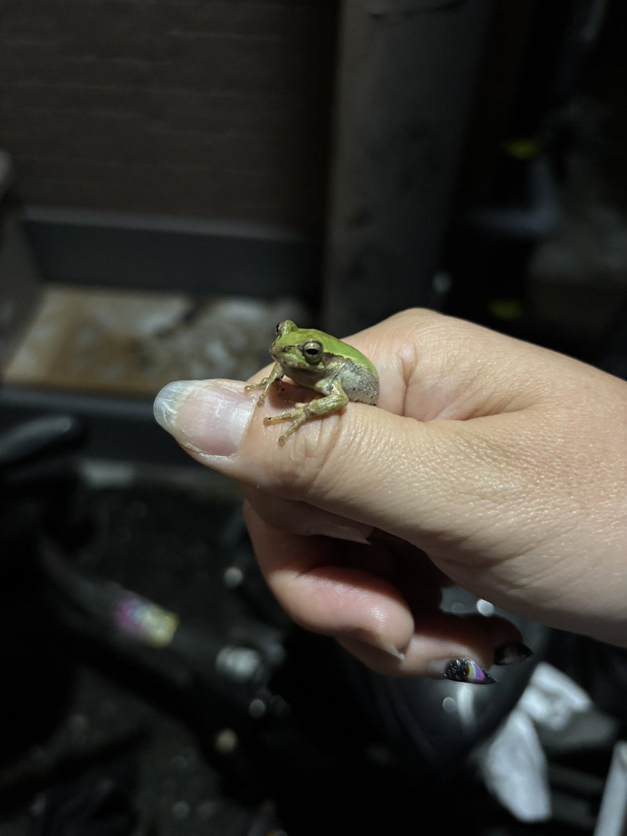 eric_alien's tweet photo. 昨日はみえさんと
不純喫茶ドロップさんと
いつもお世話になってる
ototokiさんへ⭐️

楽しいお酒で
良い夜でございました。

帰ったらお家の壁に
いた可愛い子。
お出迎えありがとう。
（爪ボロボロでわろた） https://t.co/eC24gYJXc3