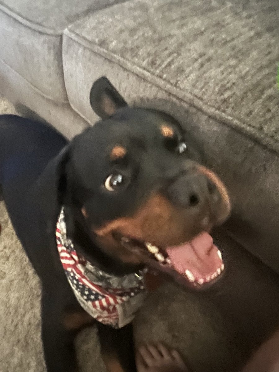 southroy's tweet photo. @RottweilerSquad Oh yes ‼️ They look like little bear cubs at this age! Miss Ebey says YES!🐾🐾 https://t.co/uqtdTGUgU9