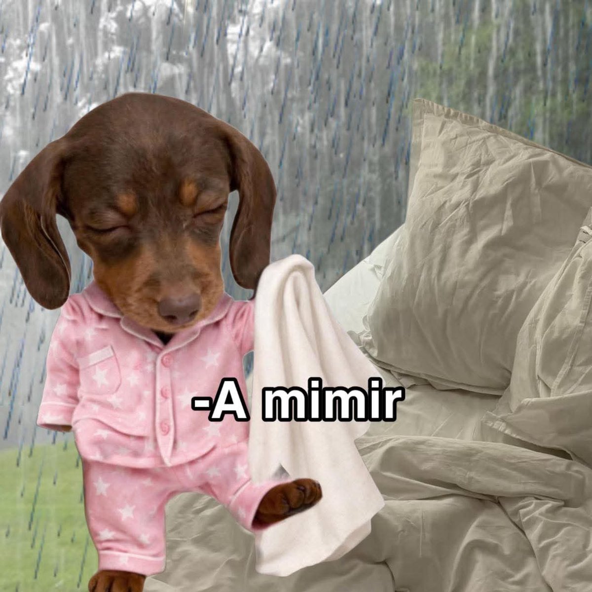 angelo_uf's tweet photo. Cuando despierto y está lloviendo: https://t.co/bfIfbPpuTO