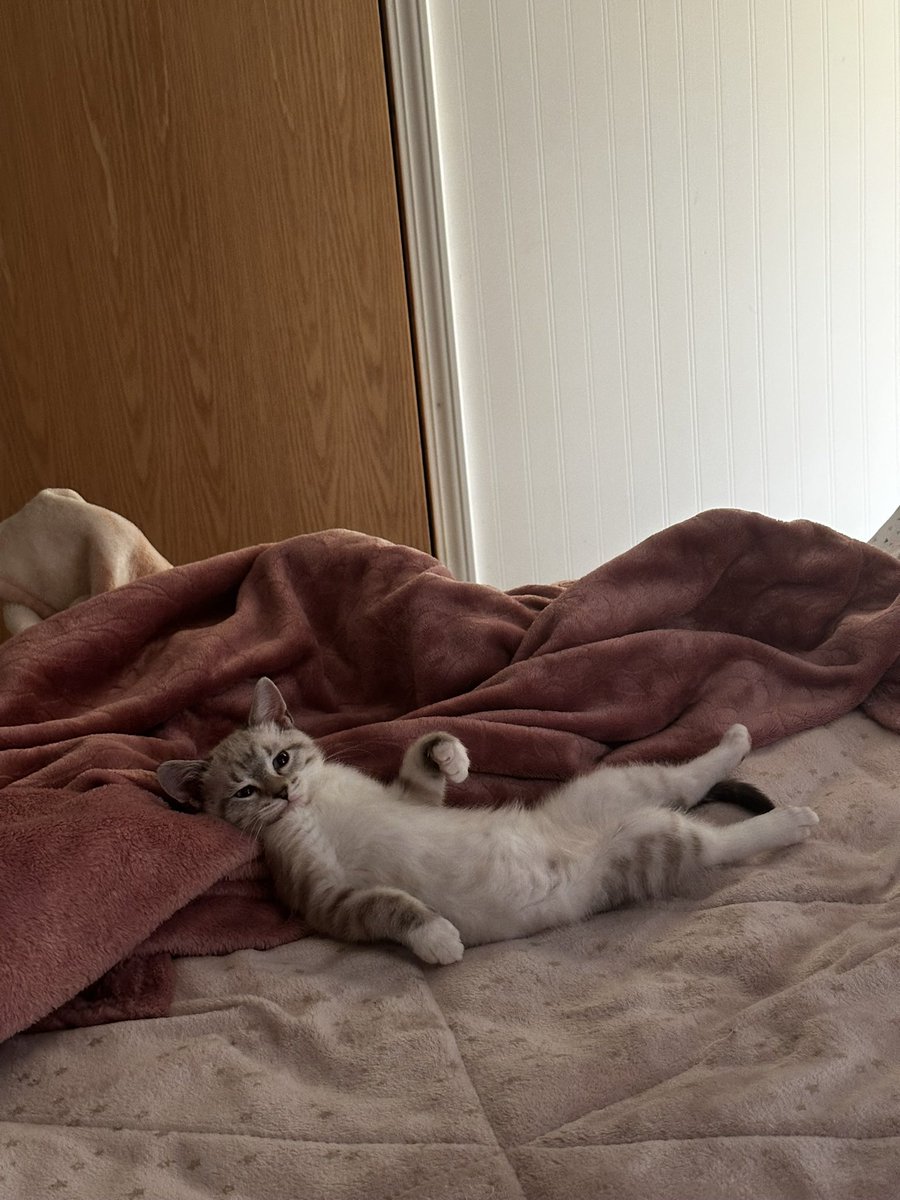 itsShelbee's tweet photo. im glad everyone loves this silly girl, she’s so pretty https://t.co/C2tUXbXkVU