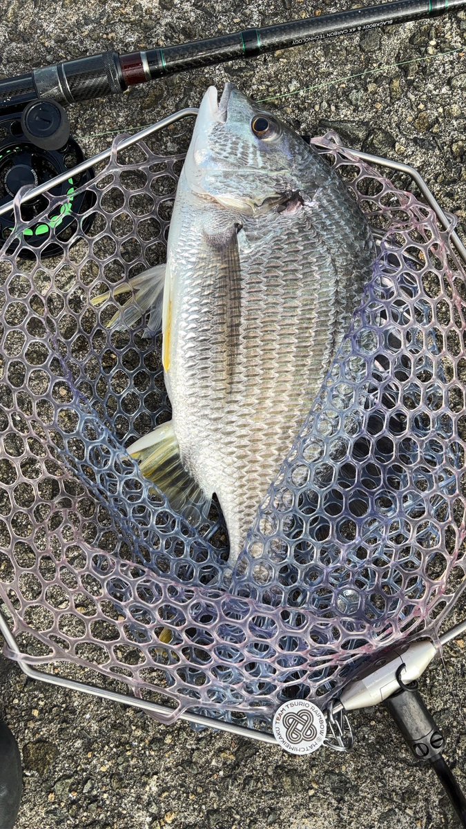 APassingpoint's tweet photo. 朝一チヌ釣れてテンション上がる⤴️2投目スズキ5投目🫩ギビレそこから全く当たり無し🎯さーどうしよう〜 https://t.co/g7oB9fLLkz