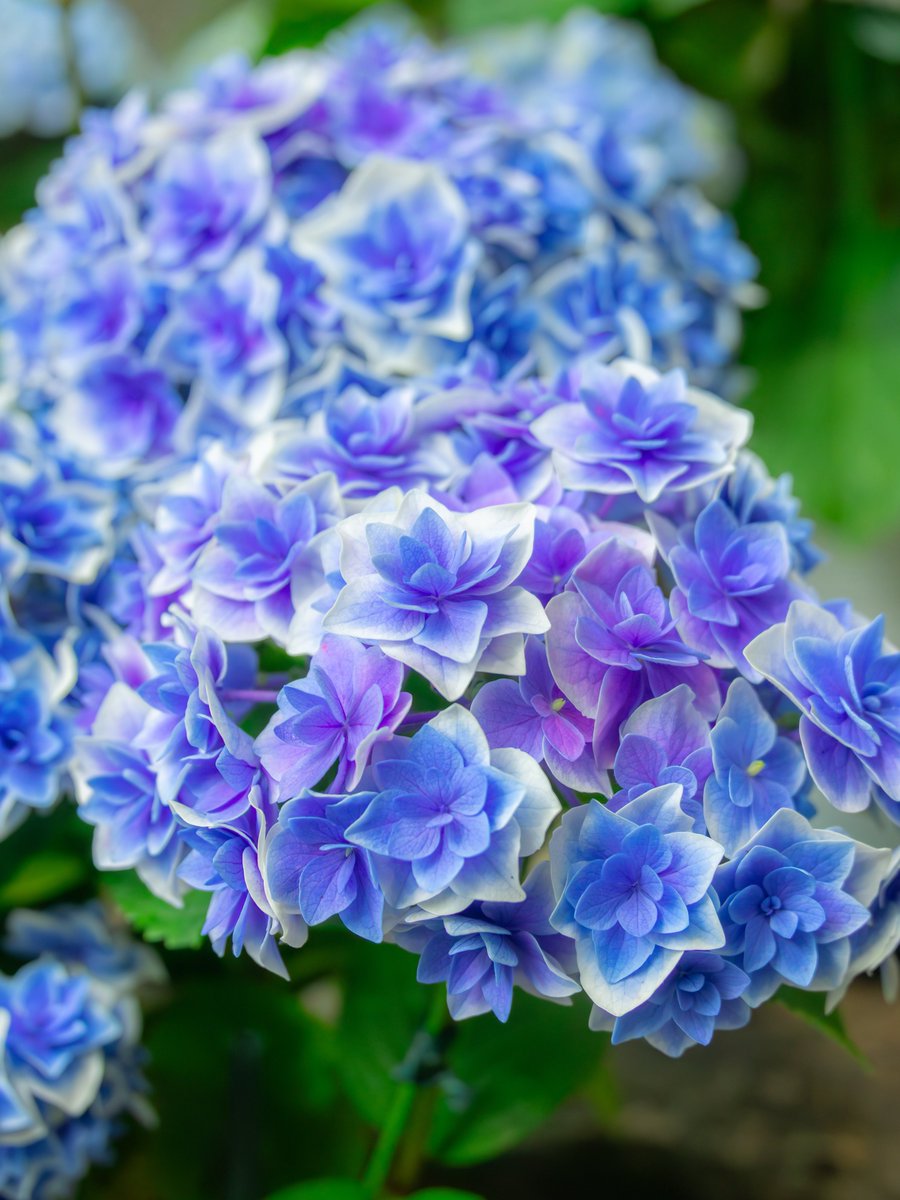 asagi_photo0921's tweet photo. 憂鬱な梅雨を忘れさせる紫陽花の透明感。 https://t.co/T9VQreqgwE
