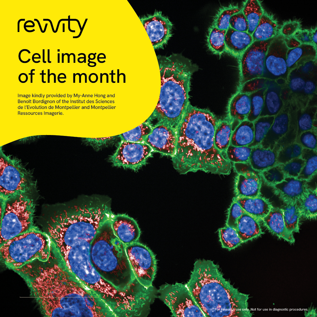 RevvityInc's tweet photo. Take a peek at our June image of the month showing human colon epithelial cells, acquired on the Opera Phenix™ Plus high-content screening system. https://t.co/XSmKuMBtoS

Color key: nuclei in blue, mitochondria in red, membrane outline in green.

Do you have any beautiful images from our HCS instruments? Post them in the comments – we’d love to see them!