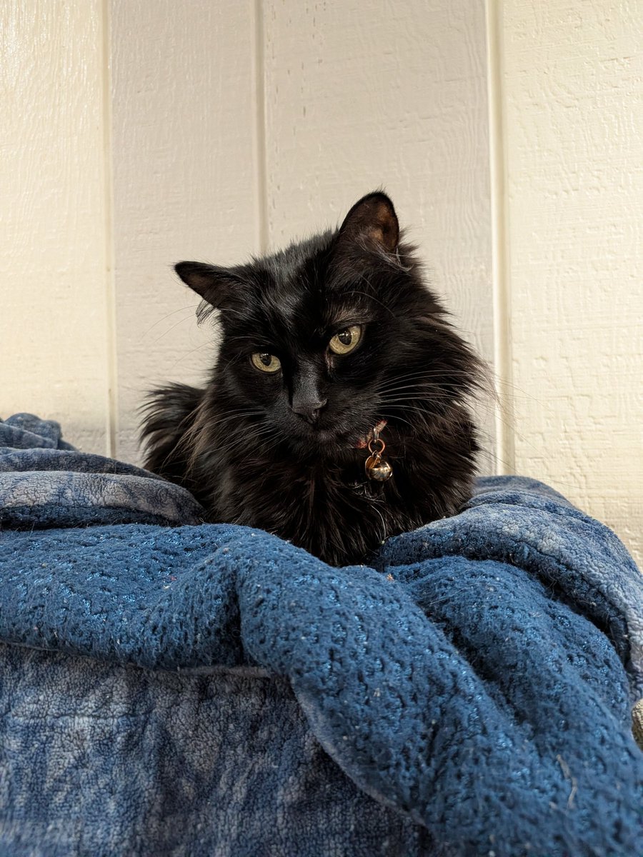 atmedley's tweet photo. @ohhjanjan Our black cat is named Salem because of that show, even though she's a lady cat. https://t.co/YMV3d0iXpW