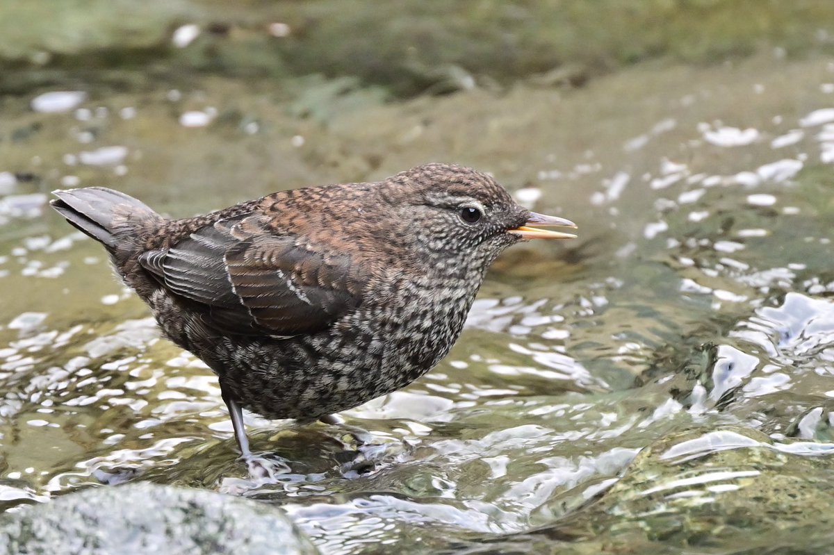 emuBitaki321's tweet photo. やっぱり幼鳥ちゃんはかわええなぁ🥰
#カワガラス幼鳥 https://t.co/QSRNPFCqi9
