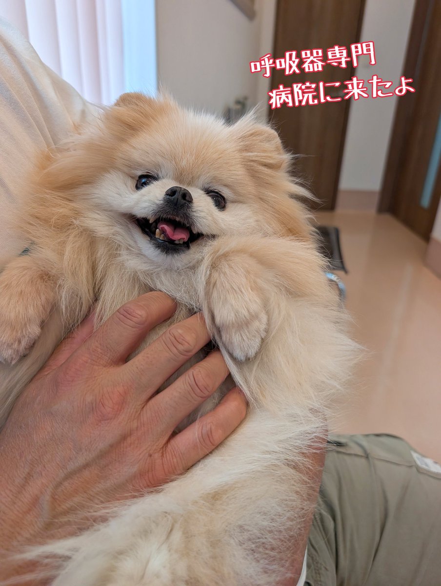 65nosuke's tweet photo. モアの咳 最近酷くって
息も常にハァハァ呼吸も早い
いつもの🏥では気管拡張剤💊だけ… セカンドオピニオン🏥もパッとしない結果 内蔵系は大丈夫ならば気管しかない😖
気管虚脱で有名な専門🏥行くしかないと はるばる3rdオピニオンに行ってきたー #気管虚脱手術覚悟だ✊🐶 https://t.co/sVOu9xlBIZ