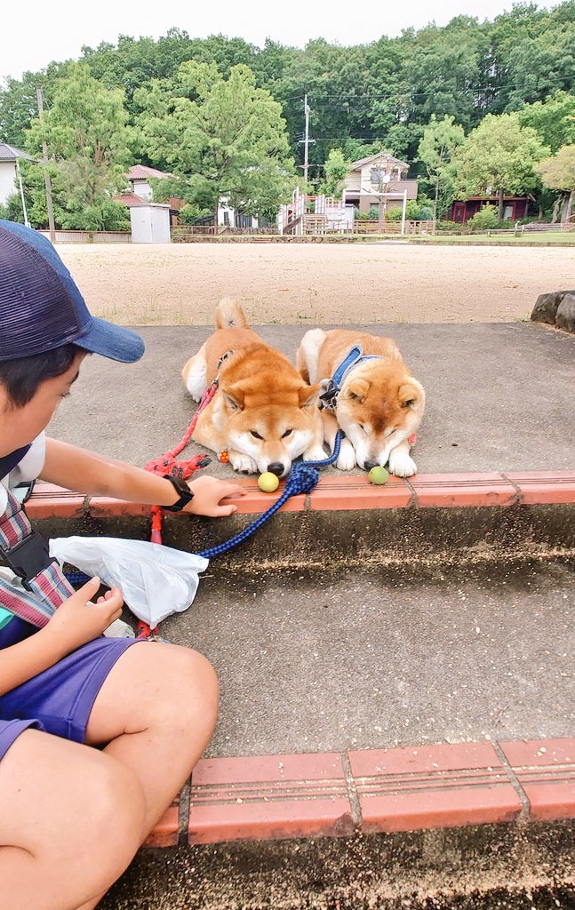 柴犬が作る幻の赤いキウイ🥝 (@farm_docan) / Posts / X