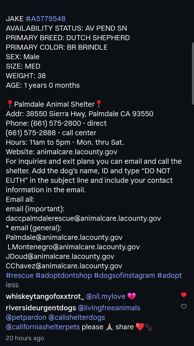 8415_n's tweet photo. JAKE #A5779548
1yo.#Dutchshepherd #dutchie 

Jake is still a baby. Trapped at the deadliest kill"shelter" known for using catchpoles on scared dogs, he wants to disappear.

Let's become his jailbreakers &amp; help him become a #Palmdale survivor.

Who can #adopt or #foster Jake? https://t.co/ROiuei1wIj