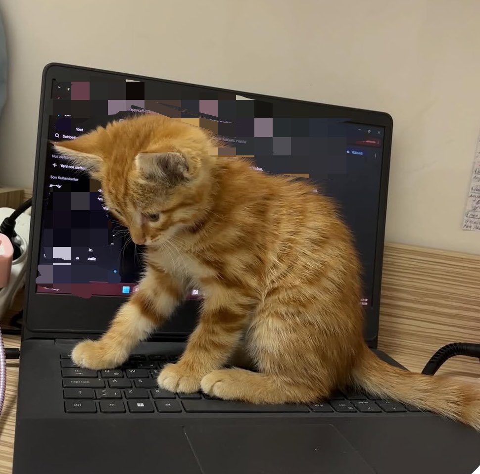 snemella's tweet photo. final haftası ıcın herkesın bı sarmanı olmalı🙏🏻 https://t.co/Ydb98xqTUC