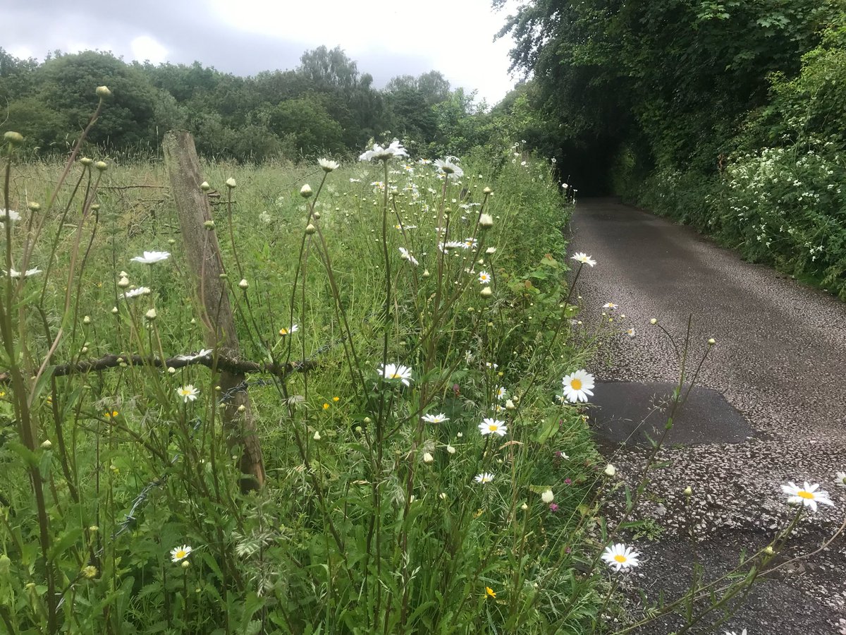 0_ody's tweet photo. Daisy I planted growing in the lane hedgerow: https://t.co/pCrxsma9Li