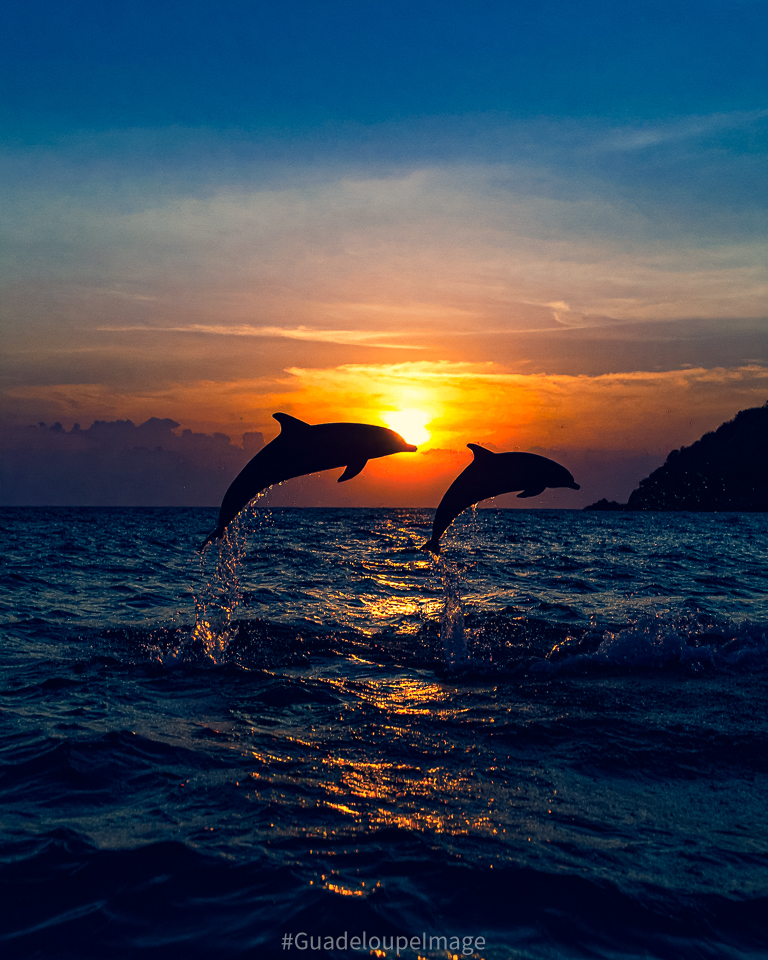Guadeloupe_Pic's tweet photo. Très beau couché de soleil #Guadeloupe ☀️🐬 https://t.co/mYiXcdOUP9