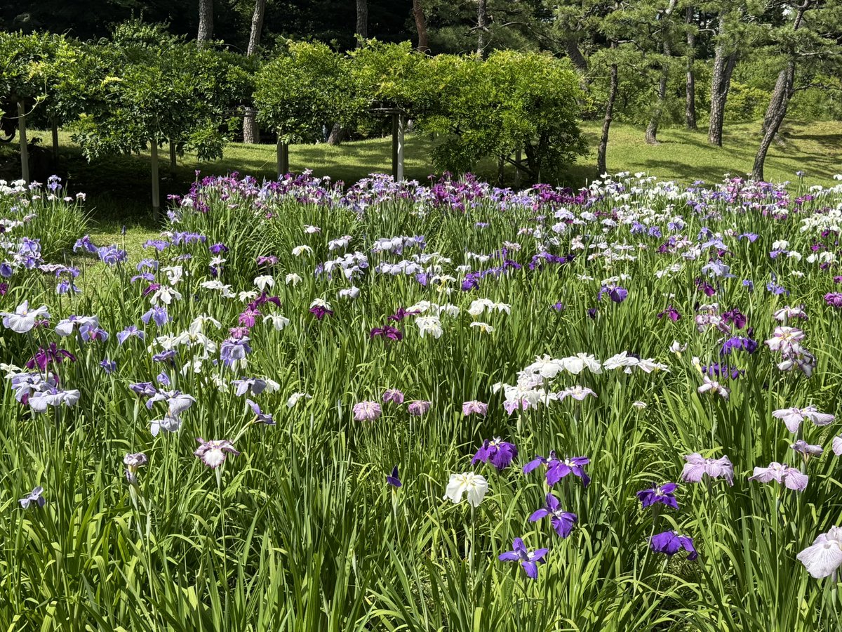 c_fn78's tweet photo. おはようございます。
関東も梅雨入りして雨の朝☔
週末に花菖蒲を見て来ました。濃い紫や淡い紫、白が多いもの、どれもきれいで、いつまでも眺めていたくなりました。
今週も良い週になりますように🙏
＃TLを花でいっばいにしよう 
＃小石川後楽園 https://t.co/obyLLzCBXf