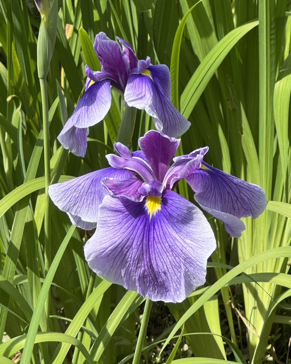 c_fn78's tweet photo. おはようございます。
関東も梅雨入りして雨の朝☔
週末に花菖蒲を見て来ました。濃い紫や淡い紫、白が多いもの、どれもきれいで、いつまでも眺めていたくなりました。
今週も良い週になりますように🙏
＃TLを花でいっばいにしよう 
＃小石川後楽園 https://t.co/obyLLzCBXf