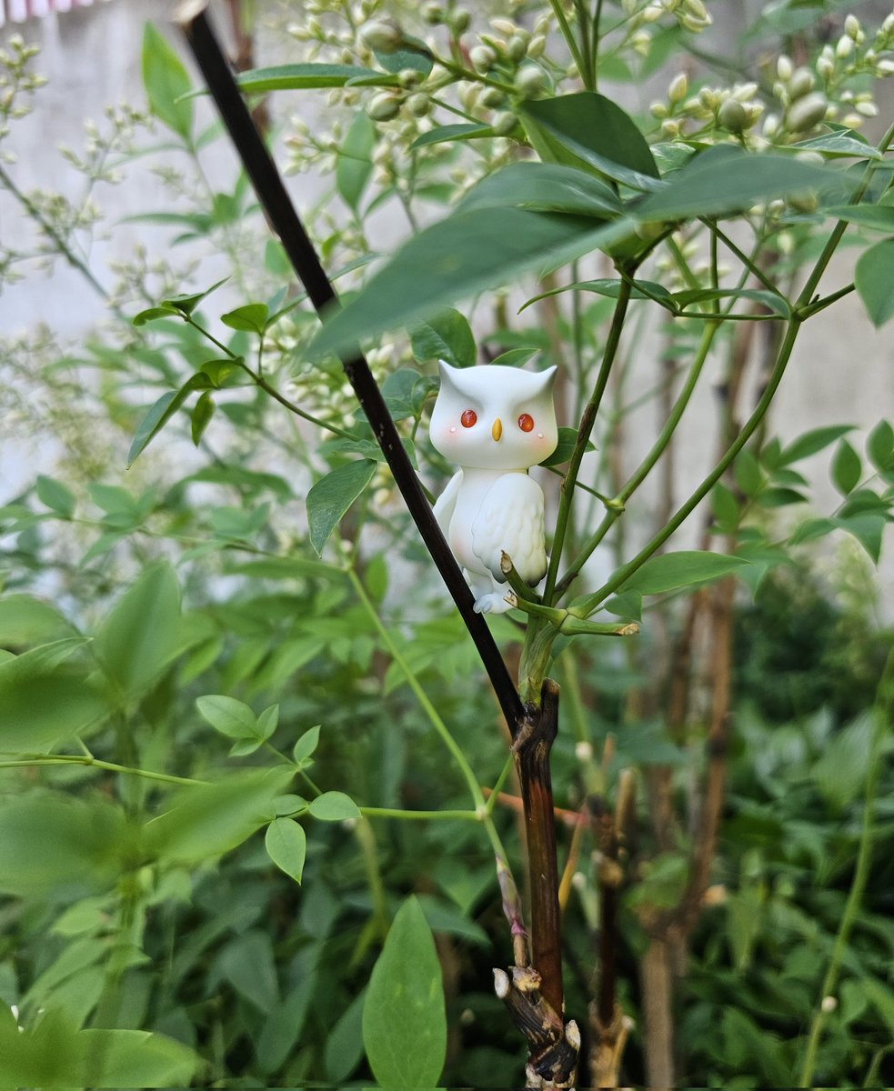 sewangjamom222's tweet photo. A little white owl on a quiet morning 🌿
#pipos #tinyworld https://t.co/eSHO4euus7