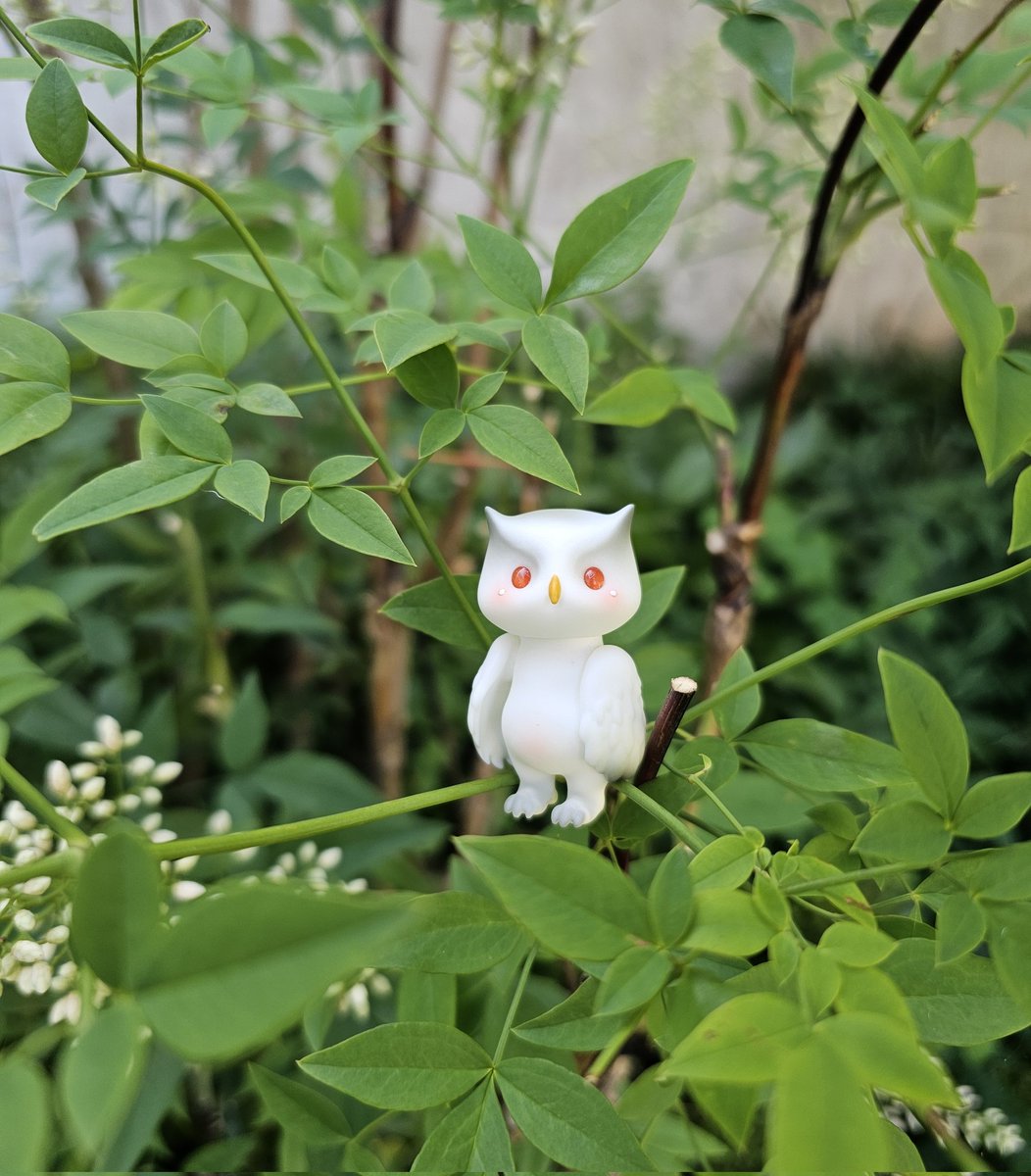 sewangjamom222's tweet photo. A little white owl on a quiet morning 🌿
#pipos #tinyworld https://t.co/eSHO4euus7