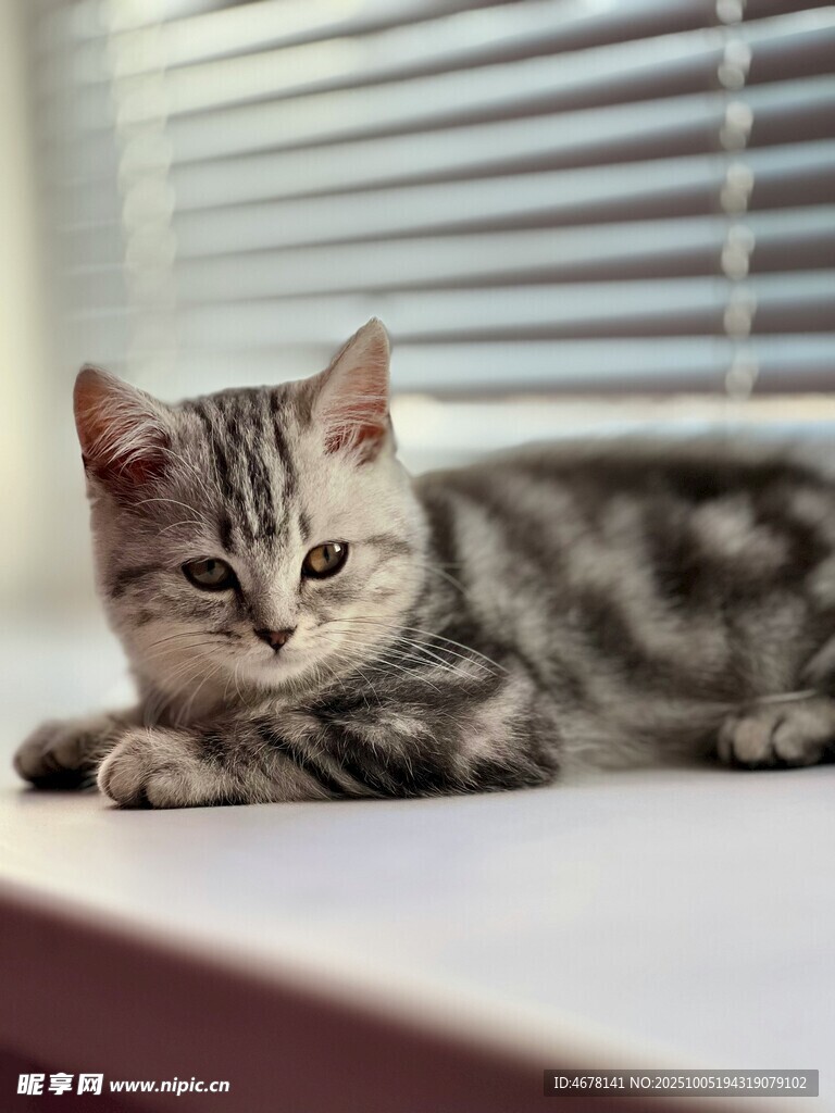 TeamCyberSwag's tweet photo. My cozy Sunday vibe: coffee in hand, cat on lap, and that unread book by the window—perfect little moments that feel like home. https://t.co/SnsW6RrEHd