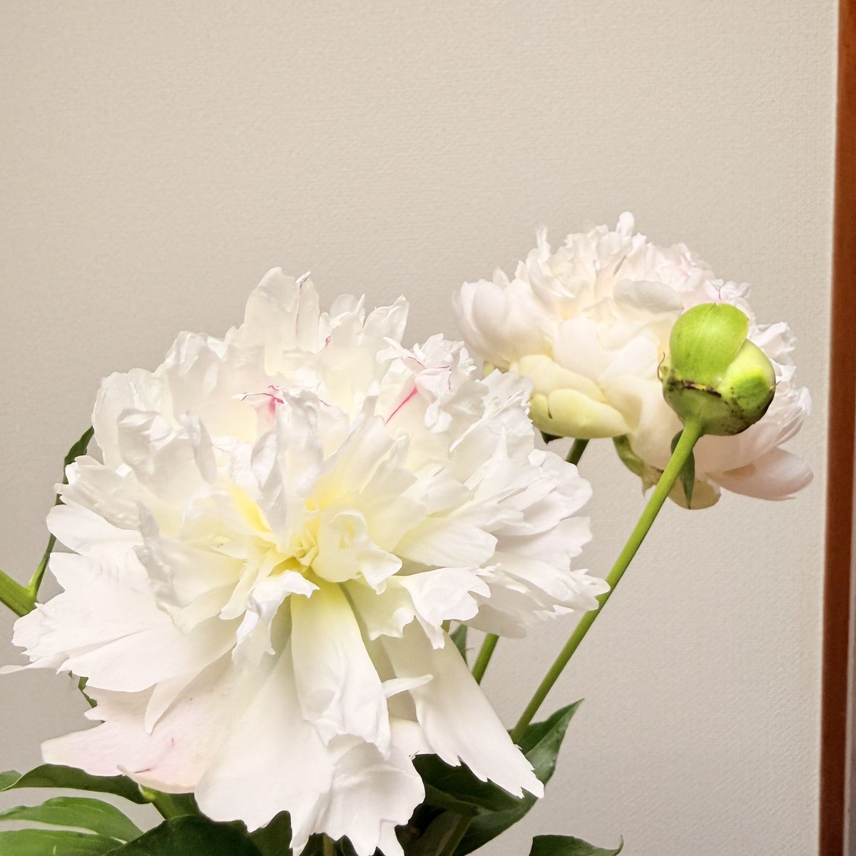 iro_foret's tweet photo. 立てば芍薬の芍薬をスーパーで見かけて。蕾にするか咲いているのにするか迷って、蕾のをお迎えしてみたところ、無事に咲き始めてくれました☺️茎細いのに花がでかい✨️すごい https://t.co/DdzdFCXzPV