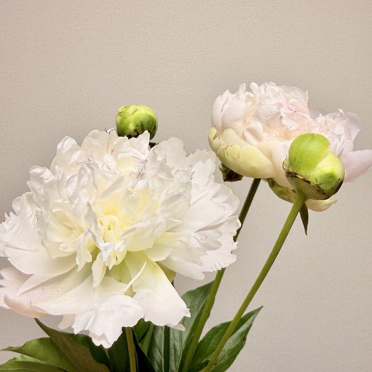 iro_foret's tweet photo. 立てば芍薬の芍薬をスーパーで見かけて。蕾にするか咲いているのにするか迷って、蕾のをお迎えしてみたところ、無事に咲き始めてくれました☺️茎細いのに花がでかい✨️すごい https://t.co/DdzdFCXzPV