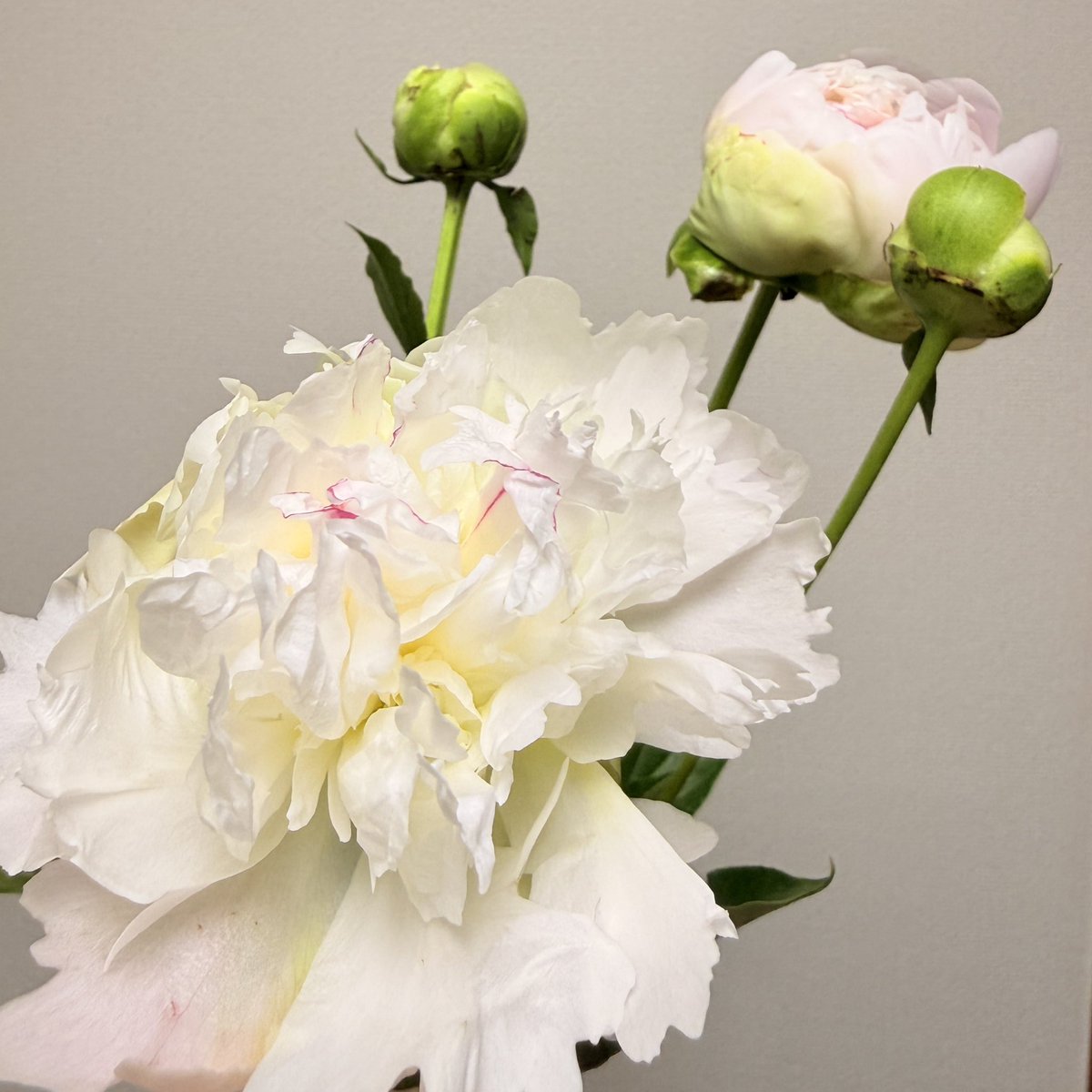 iro_foret's tweet photo. 立てば芍薬の芍薬をスーパーで見かけて。蕾にするか咲いているのにするか迷って、蕾のをお迎えしてみたところ、無事に咲き始めてくれました☺️茎細いのに花がでかい✨️すごい https://t.co/DdzdFCXzPV