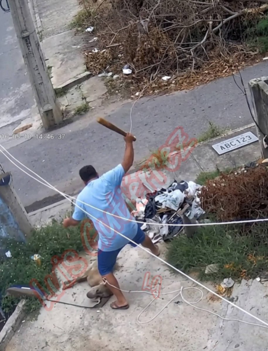 LicAnimalista's tweet photo. Atención @FGE_Veracruz urge su intervención, exigimos castigo para el asesino. https://t.co/IUQqWK8IHK