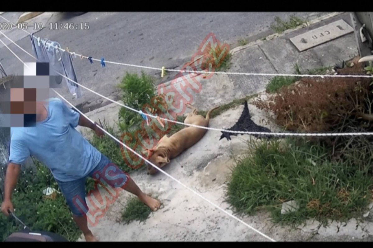 LicAnimalista's tweet photo. Atención @FGE_Veracruz urge su intervención, exigimos castigo para el asesino. https://t.co/IUQqWK8IHK