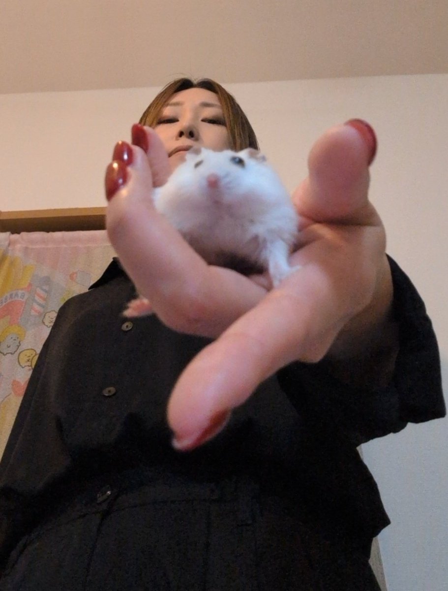 tsurumi_chuui's tweet photo. お近付きにハムでもどうぞ🐹 https://t.co/ktuCzCNl7p