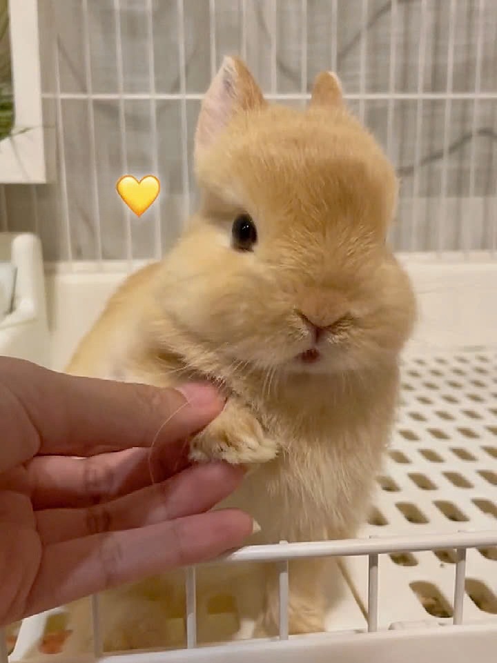 Why you should have a rabbit tweet media