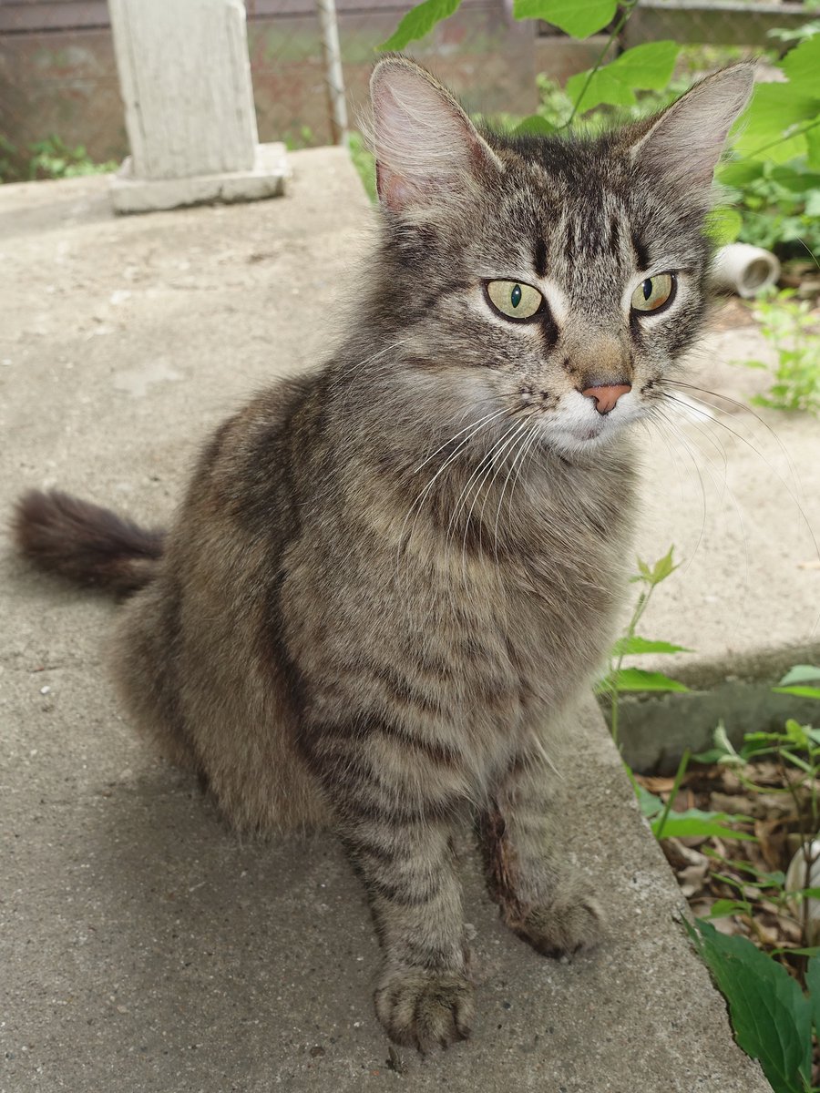 helperd0g's tweet photo. Buffy is the wild cat. She constantly picks fights with Jake and there's no good reason! I let her outside so she can find her owner, but she returns everyday. #cat #cutecat #gothcat #eyeliner #spicycat @CXCUHD https://t.co/VCJnsZiUOf