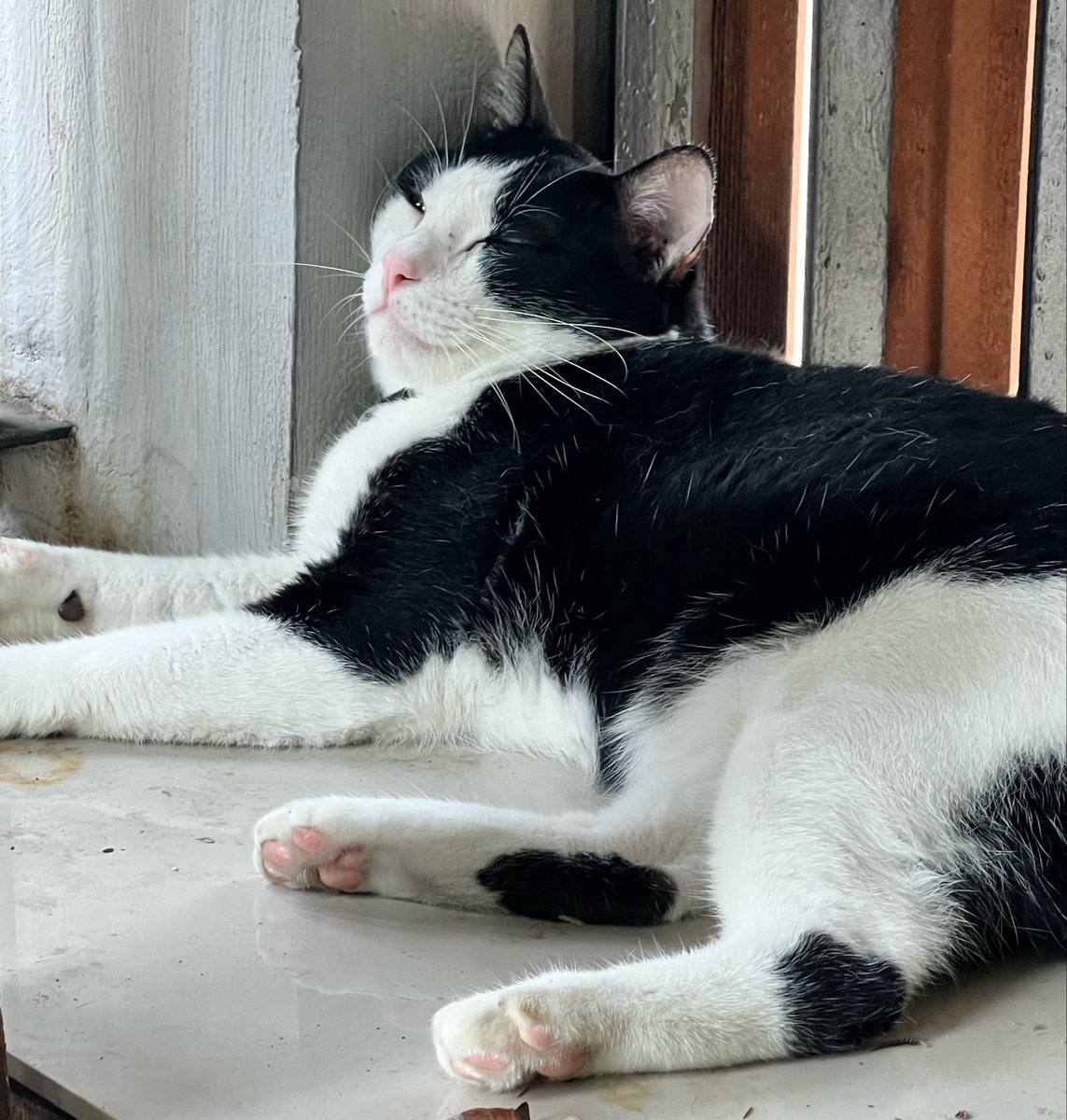 𝓔𝓷𝓳𝓸𝔂 🐶🐱 tweet media