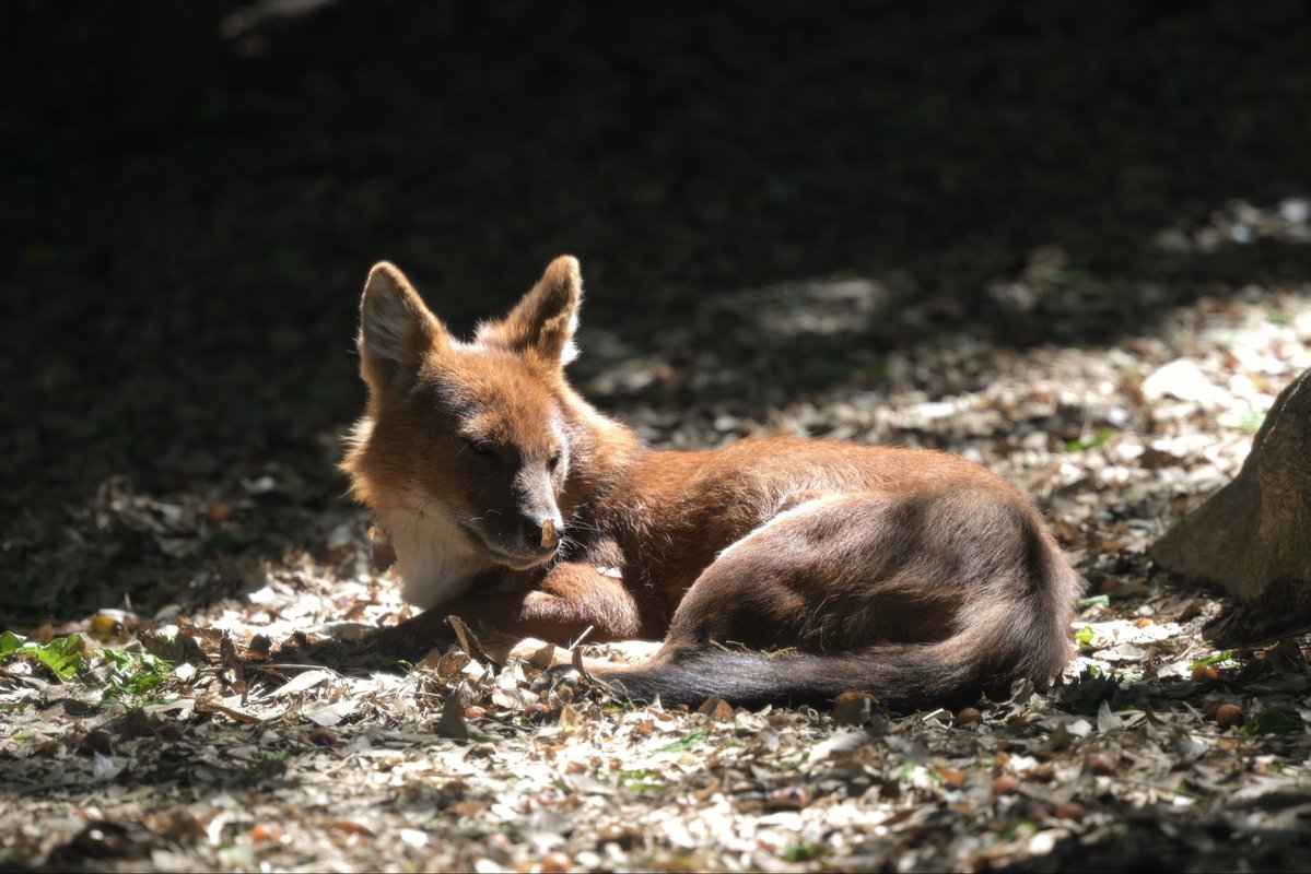 cuonalpi_photo's tweet photo. 朝ドール

#Dhole ドール
#ズーラシア
2026.05 https://t.co/aMKeu4ilJx