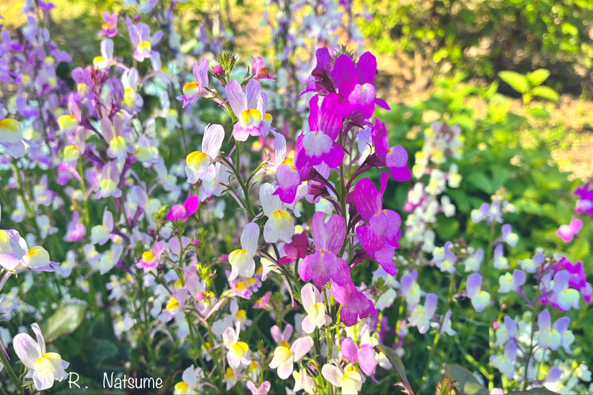r_n_camera's tweet photo. おはようございます🌹🌿

週末　一泊二日で福岡へ🚗
今年の夏は例年以上に
やることが多くて
ばたついています😅⚠️
がんばれ♪自分⤴️⤴️

皆さまにとって
穏やかで明るい一週間と
なりますよう  ٩( ᐛ )و

今日の一枚。 https://t.co/UwH06CBToK