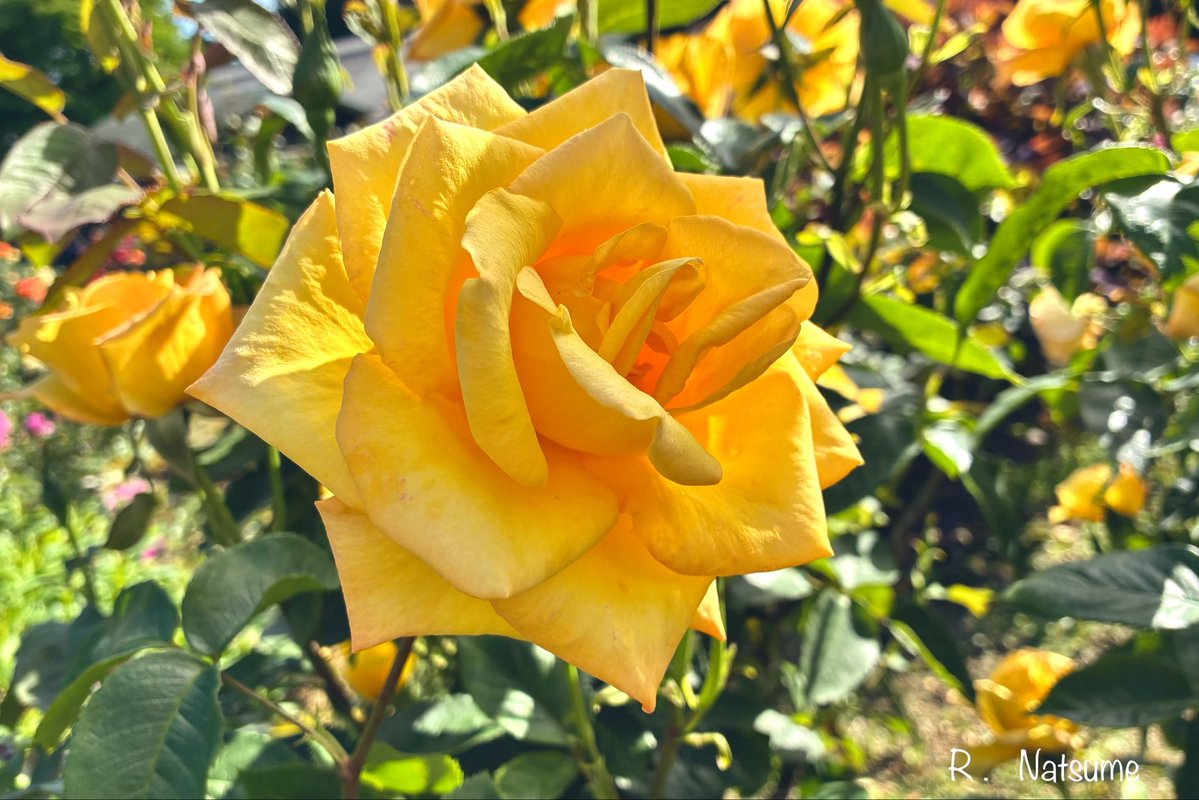 r_n_camera's tweet photo. おはようございます🌹🌿

週末　一泊二日で福岡へ🚗
今年の夏は例年以上に
やることが多くて
ばたついています😅⚠️
がんばれ♪自分⤴️⤴️

皆さまにとって
穏やかで明るい一週間と
なりますよう  ٩( ᐛ )و

今日の一枚。 https://t.co/UwH06CBToK