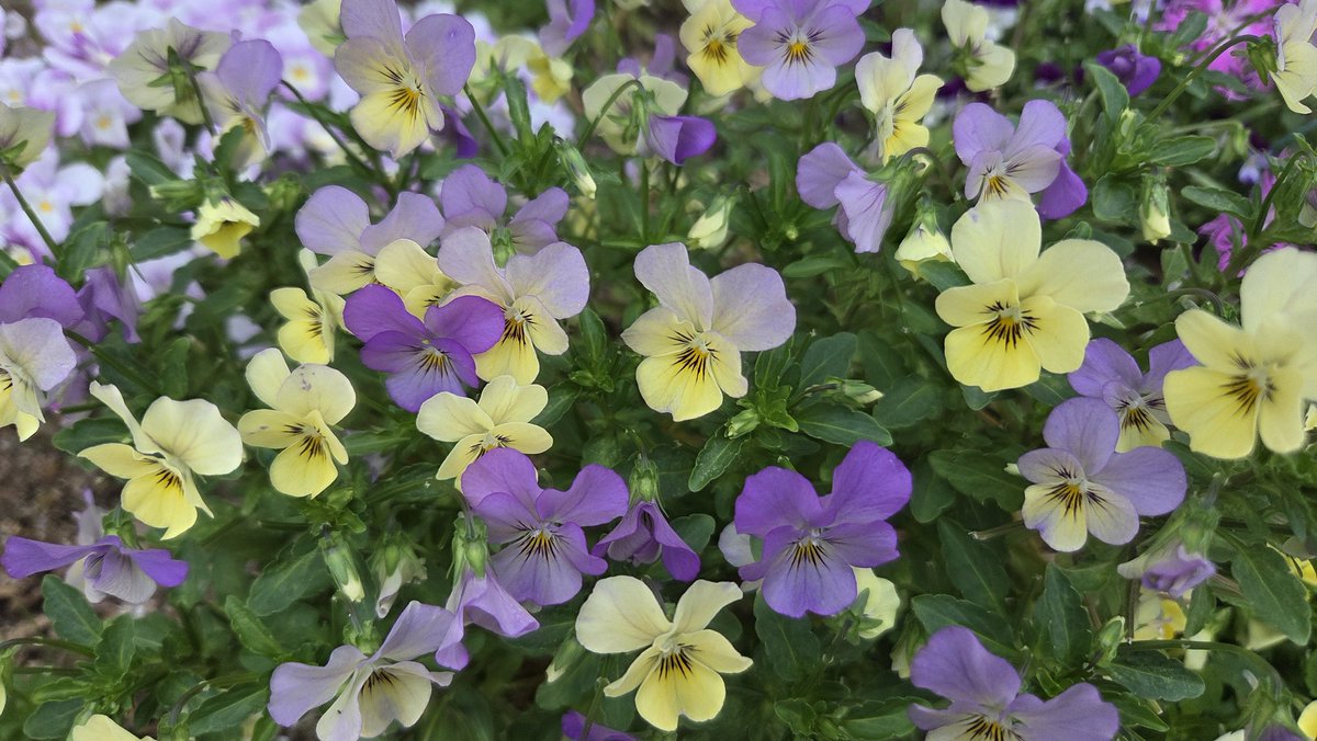 130sarf's tweet photo. おはようございます
昨日のウオーキングの時に撮った写真デス https://t.co/DmEGL2bont