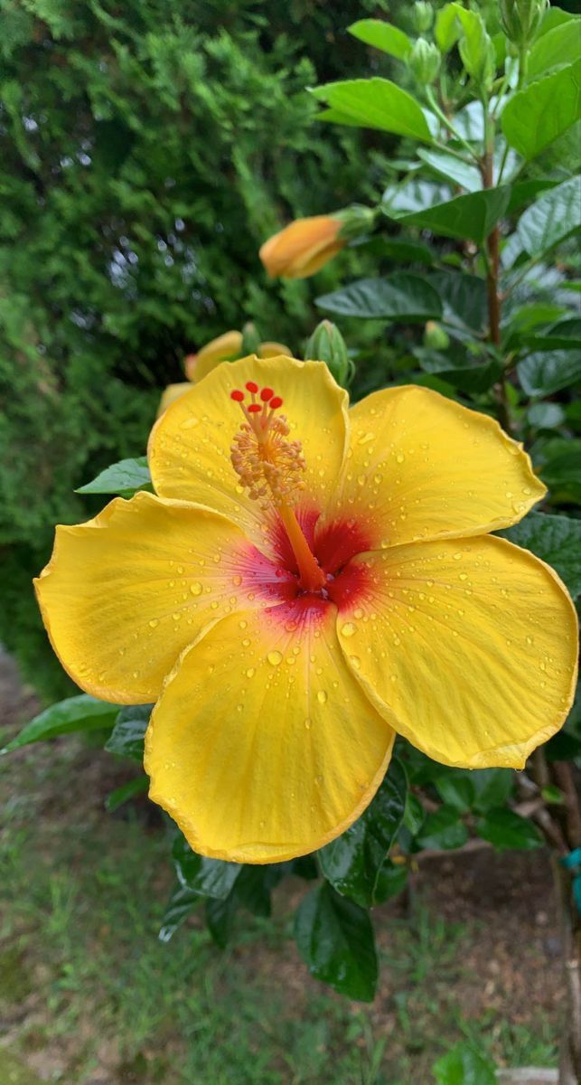 greenvibe's tweet photo. Sunshine caught in a flower. https://t.co/qogBY7rF3O