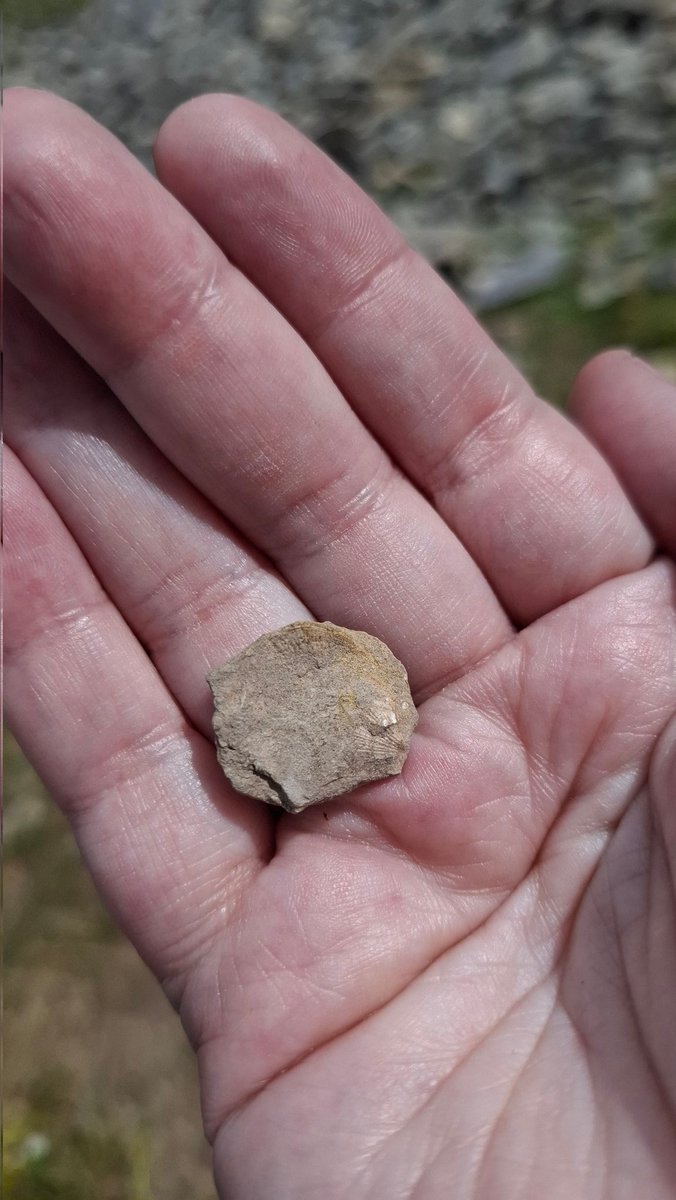scaredofbones's tweet photo. Found a really cool fossil at the quarry at the summit of Great Orme but have somehow lost it on my way home 😔 https://t.co/M8og2a8Xst